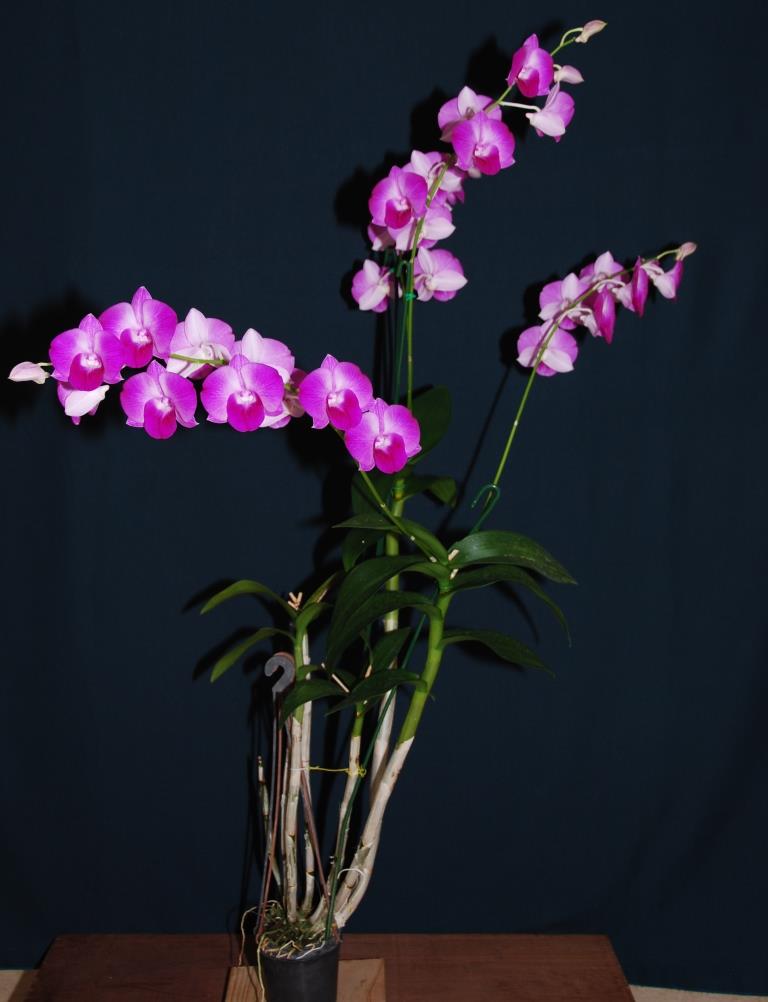 Dendrobium Tanamera Beauty - photo 2