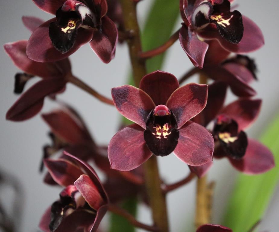 Cymbidium Radiant Ruby
