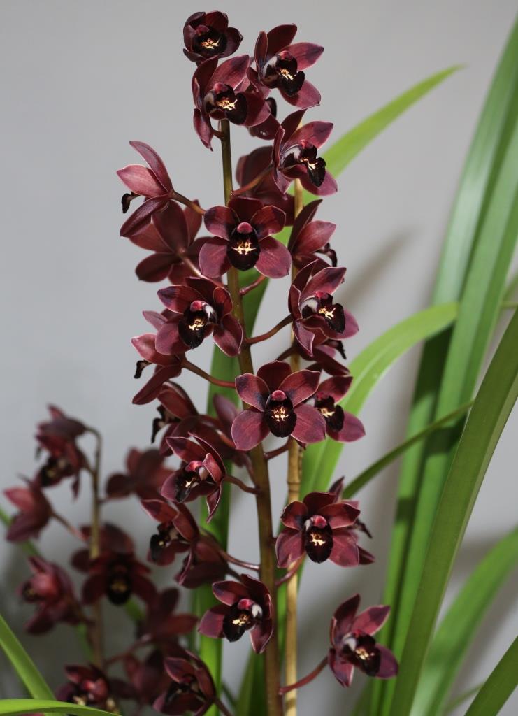 Cymbidium Radiant Ruby - photo 2