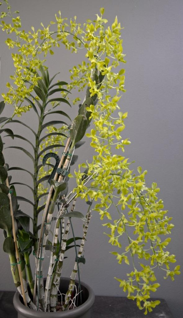 Den Fraser's Canary Twister