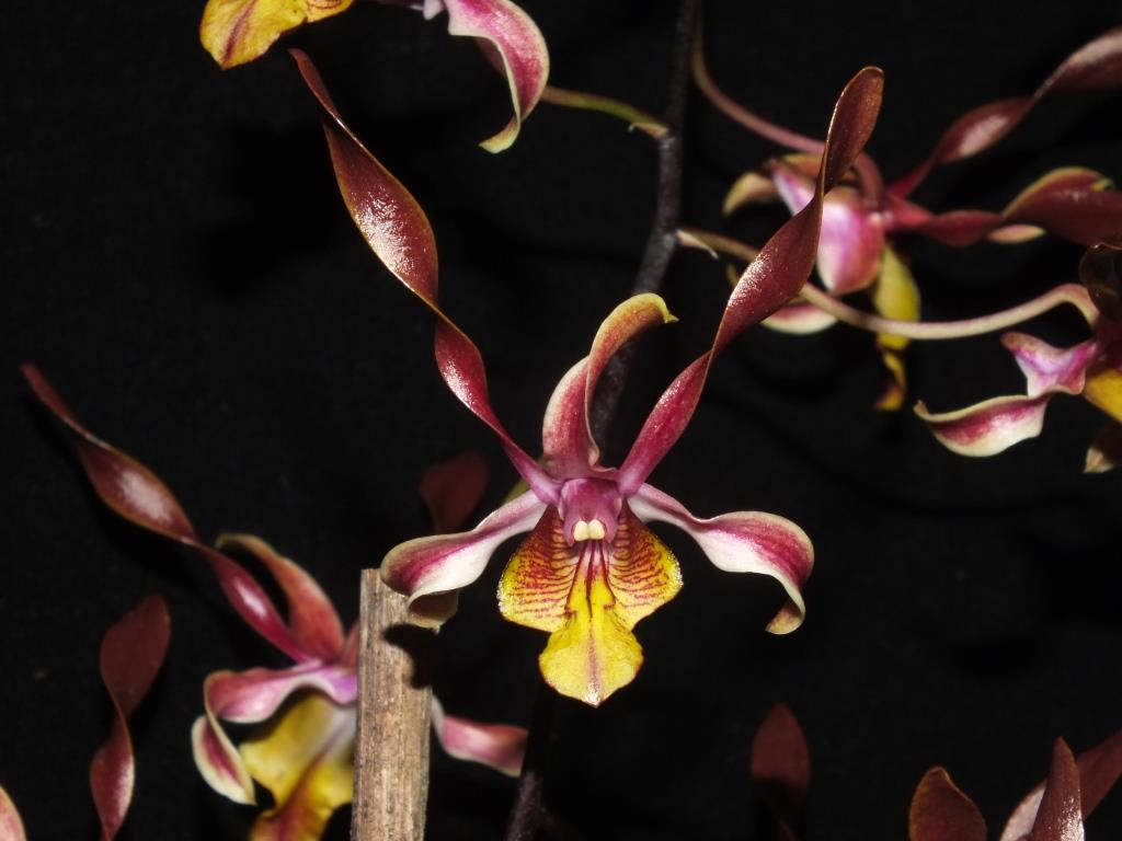 Den Fraser's Mighty Perfection