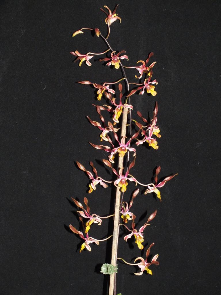Dendrobium Fraser's Mighty Perfection - photo 2