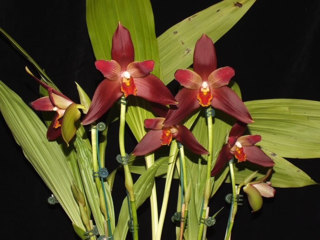 Lycamerlycaste Mark - photo 2