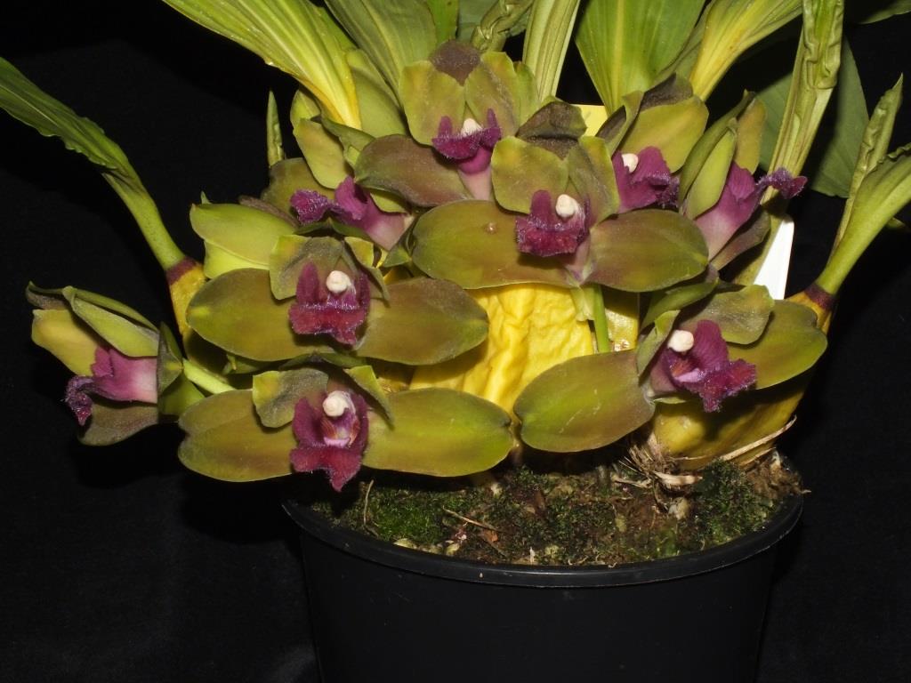 Bifrenaria inodora