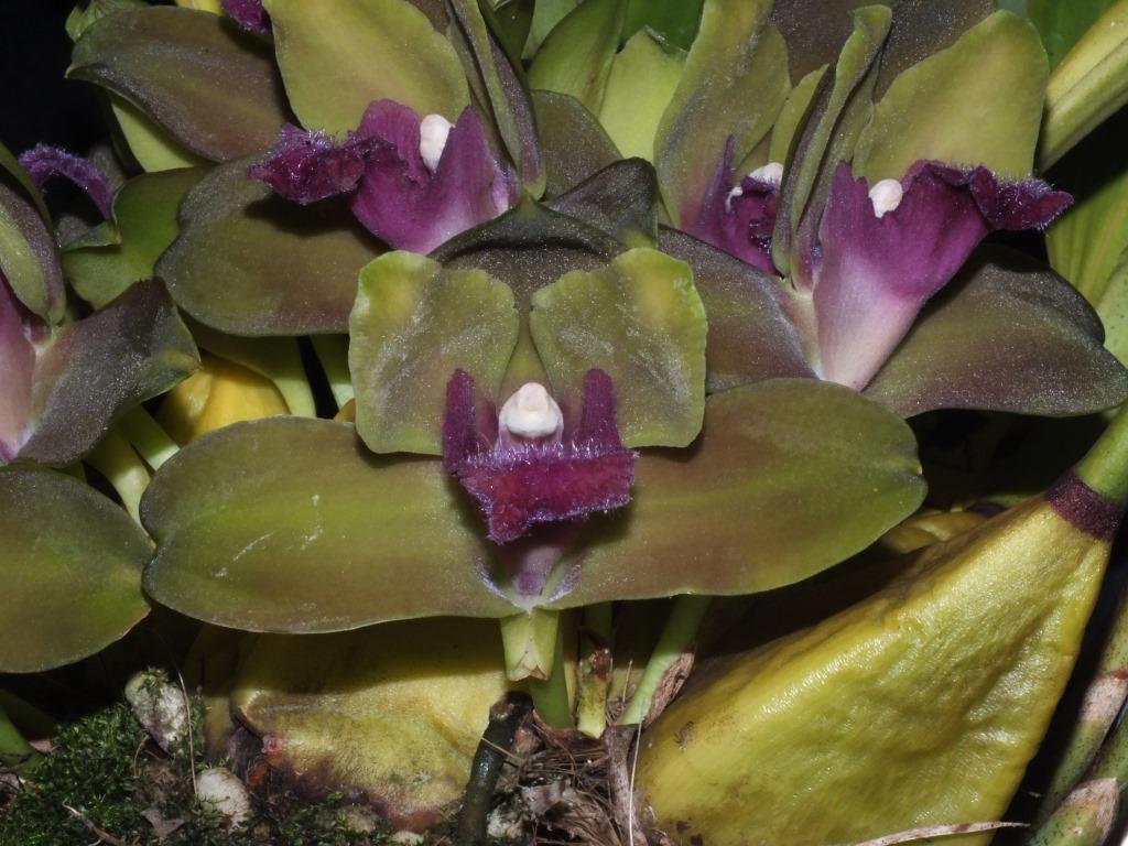 Bifrenaria inodora - photo 2