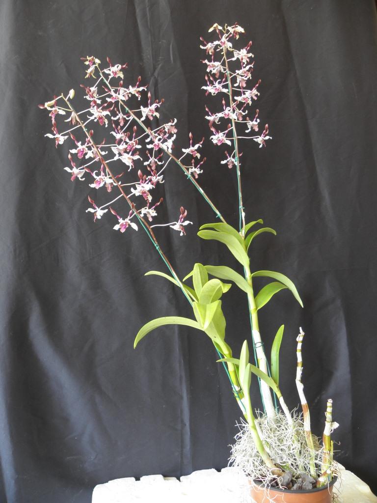 Dendrobium Fraser's Spiral Fair - photo 2