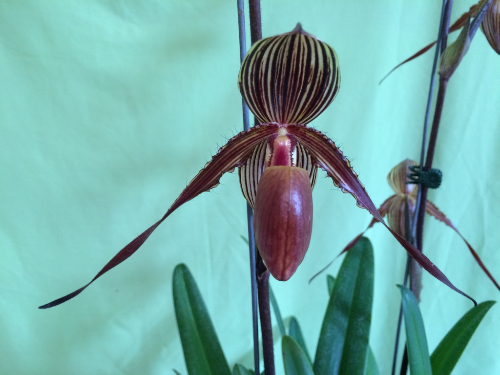 Paphiopedilum Susan Booth - AM/AOC