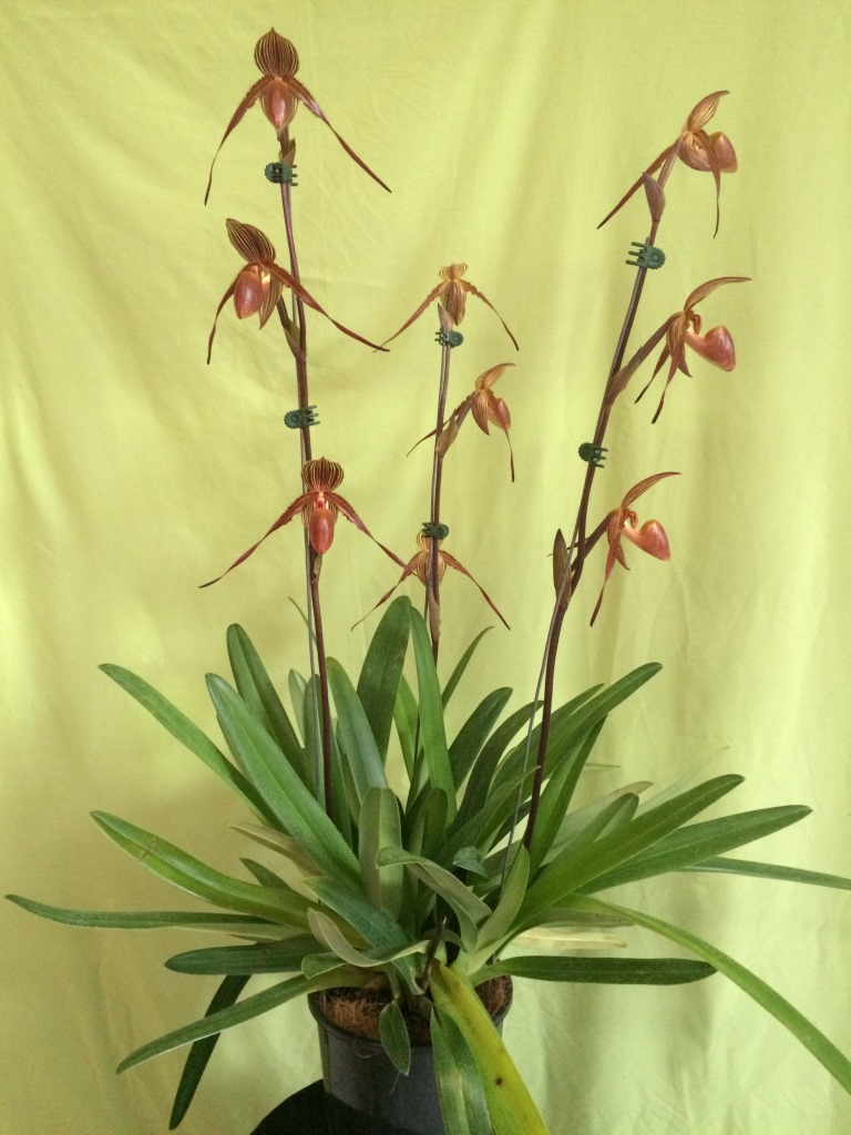 Paphiopedilum Susan Booth - photo 2