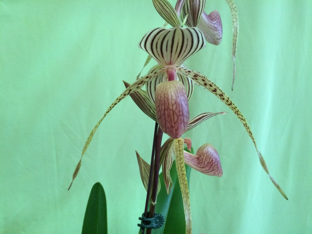 Paphiopedilum Lady Isobel - HCC/AOC