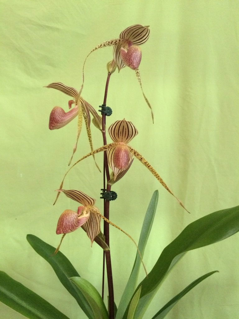 Paphiopedilum Lady Isobel - photo 2