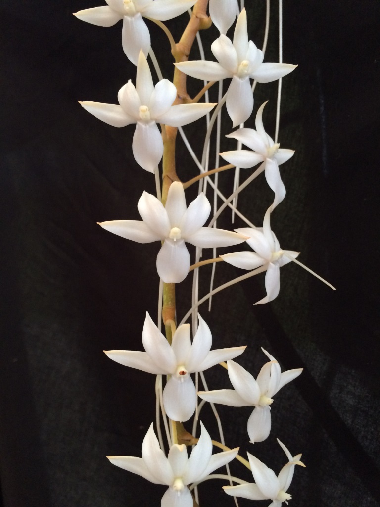 Aerangis Elro - HCC/AOC