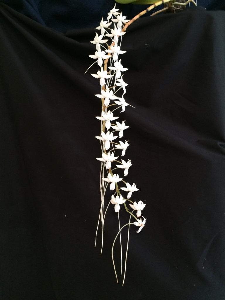 Aerangis Elro - photo 2