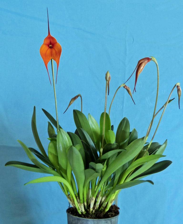 Masdevallia Curacao - photo 2