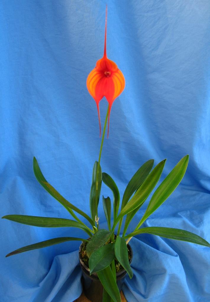 Masdevallia Cha-Cha-Cha - photo 2