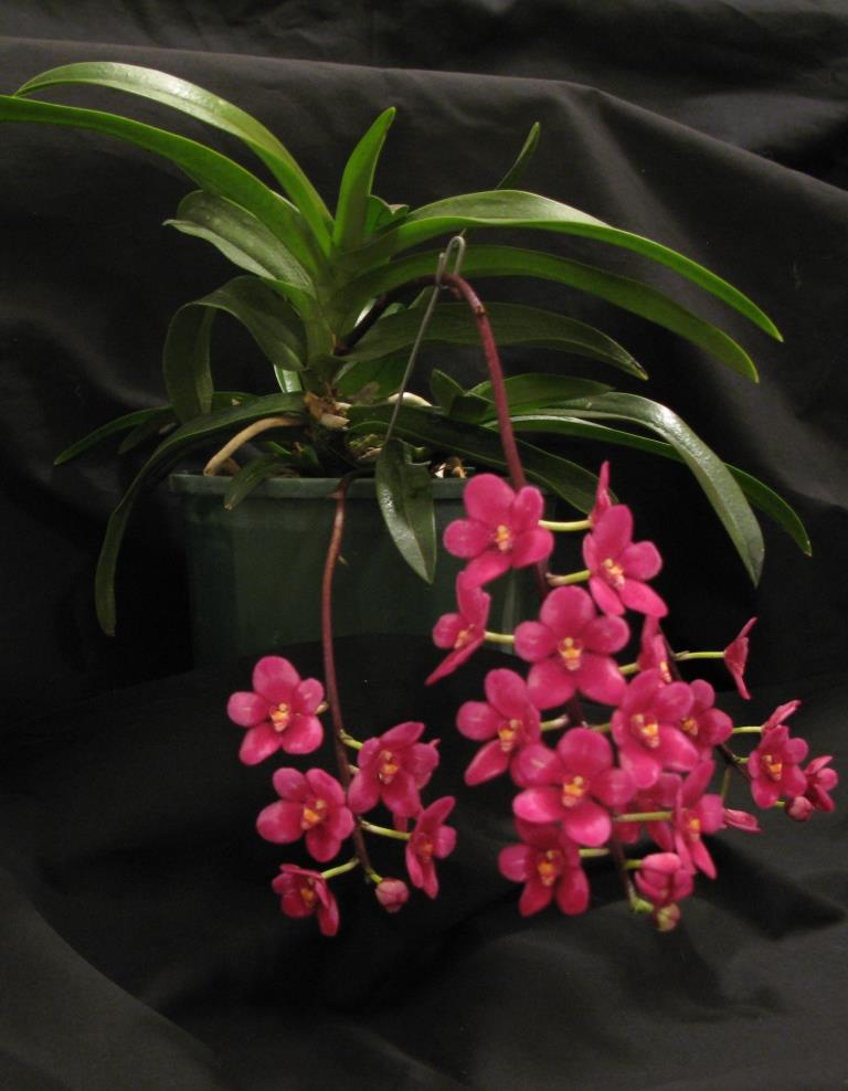Sarcochilus Magic - photo 2