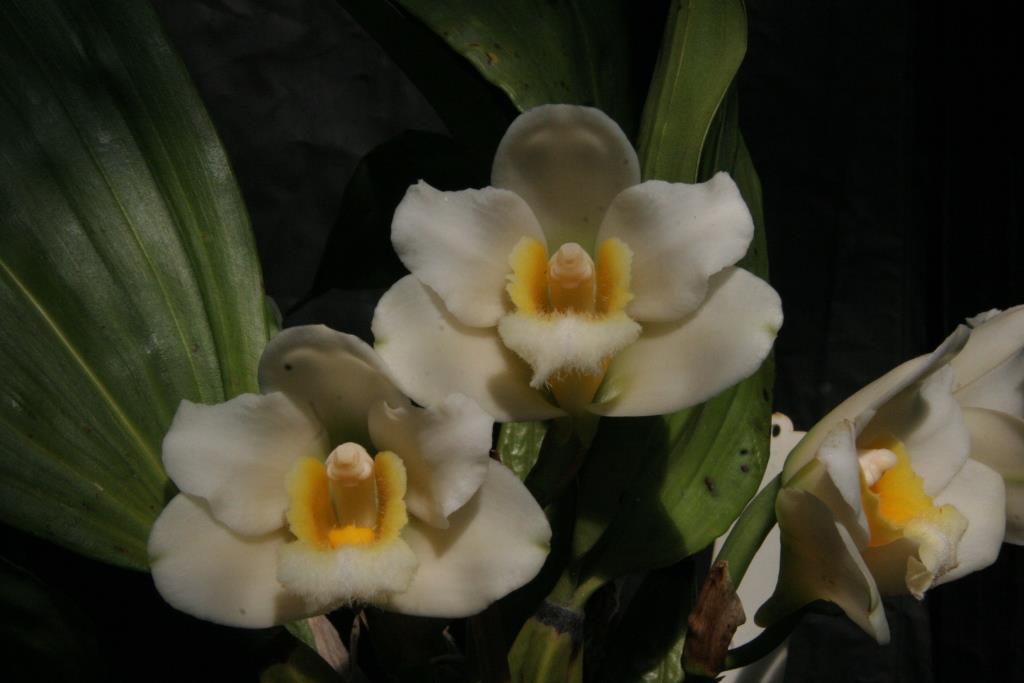 Bifrenaria harrisoniae