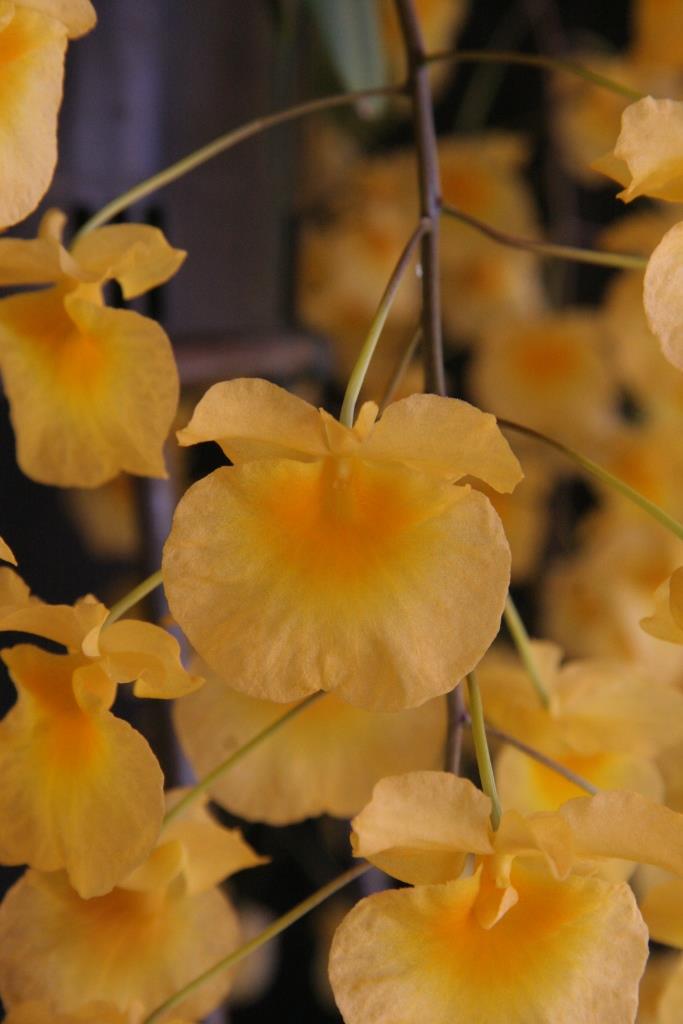 Dendrobium lindleyi - AM/AOC