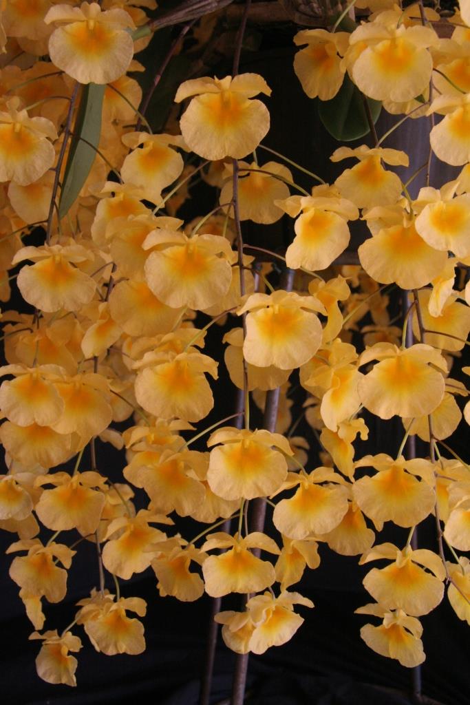 Dendrobium lindleyi - photo 2