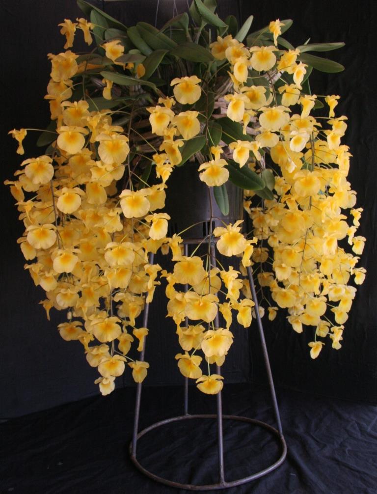 Dendrobium lindleyi