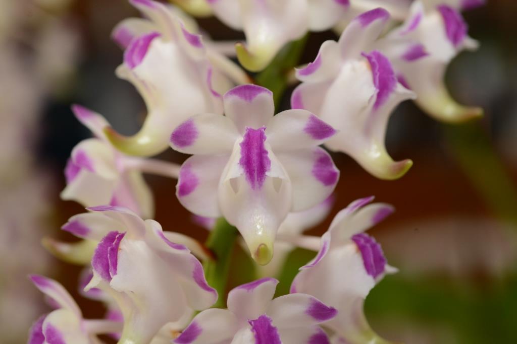 Aerides lawrenceae