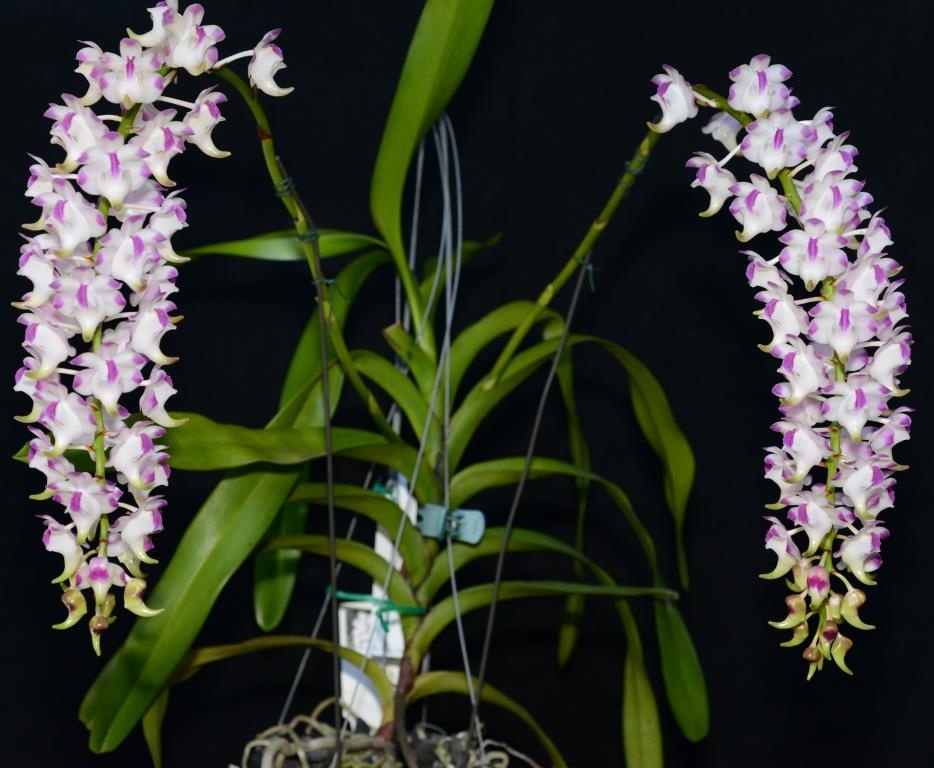 Aerides lawrenceae - photo 2