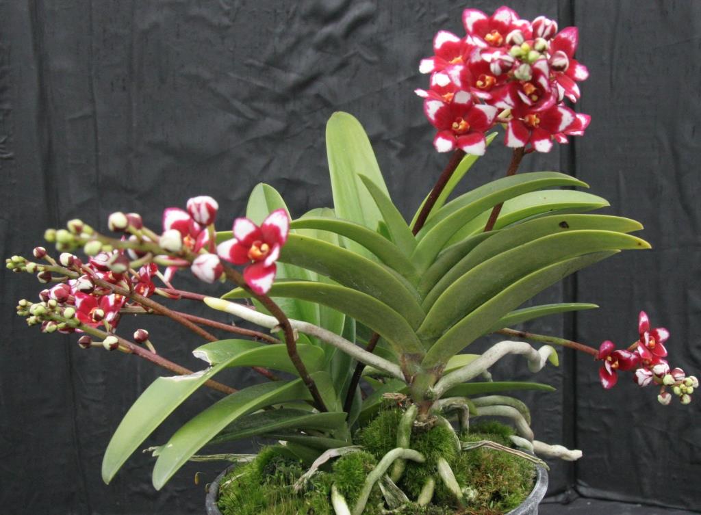 Sarcochilus Kulnura Spice - photo 2