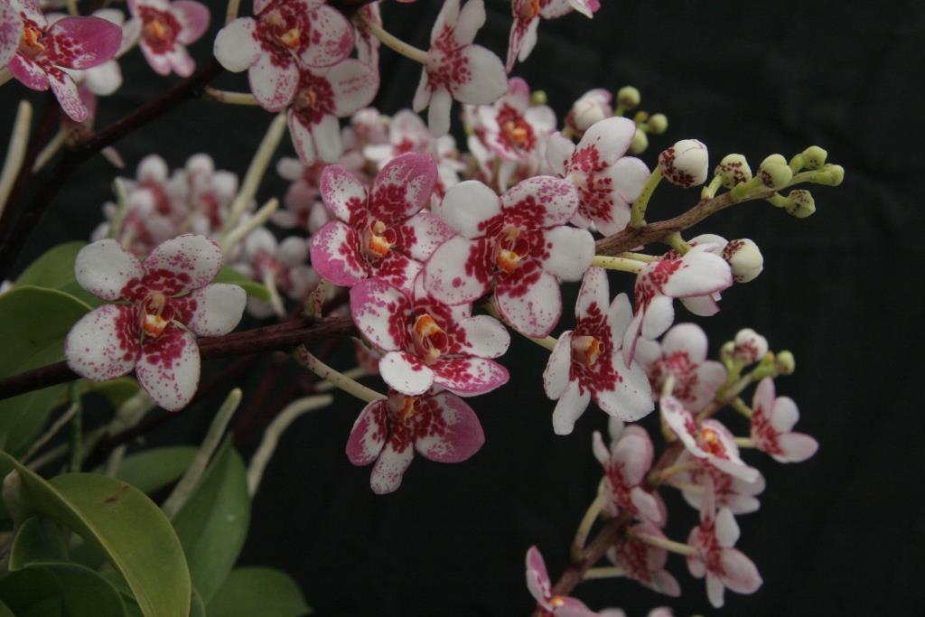 Sarcochilus Kulnura Dragonfly - photo 2