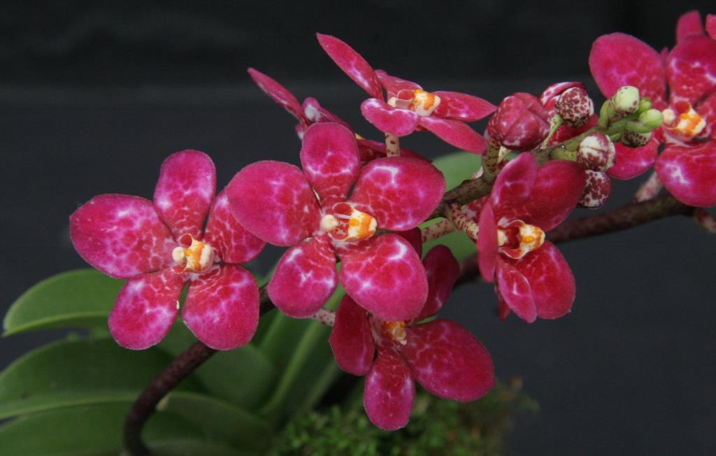 Sarco Kulnura Marble