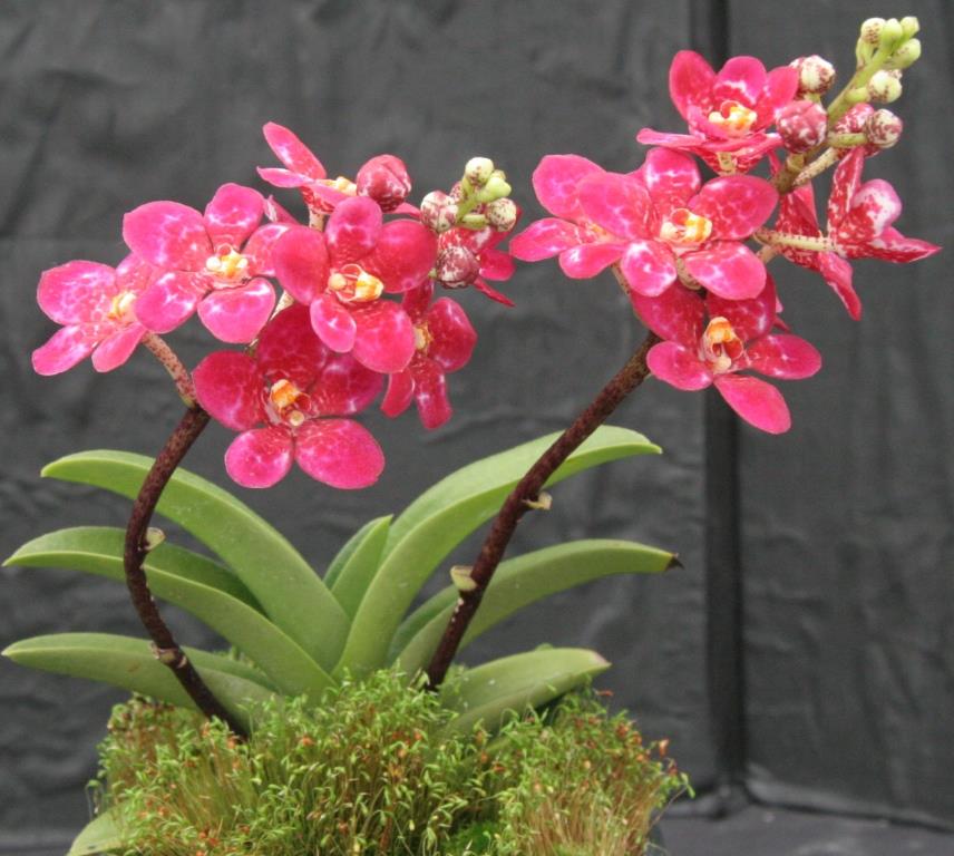 Sarcochilus Kulnura Marble - photo 2