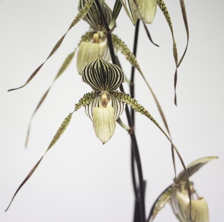 Paph Saint Swithin