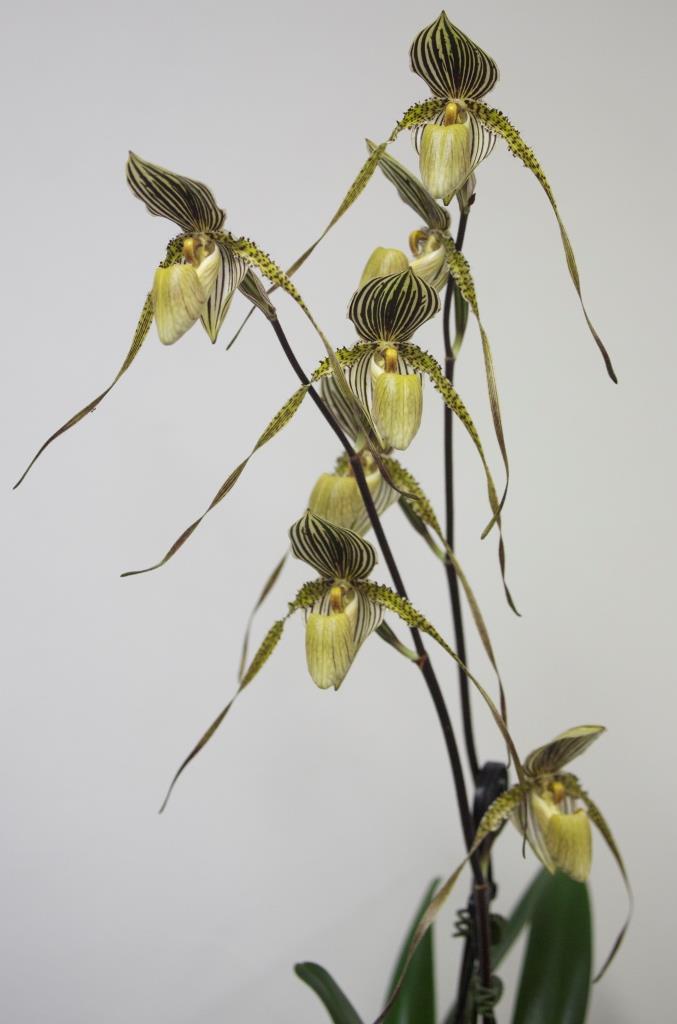 Paphiopedilum Saint Swithin - photo 2
