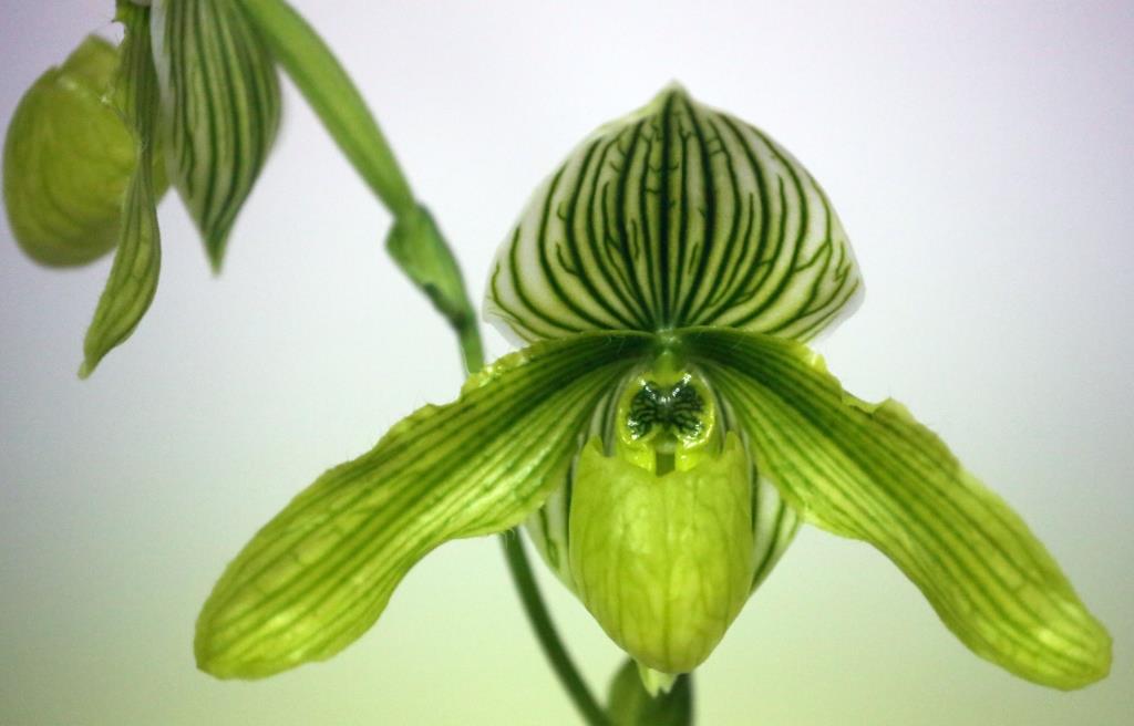Paph Somers Phil