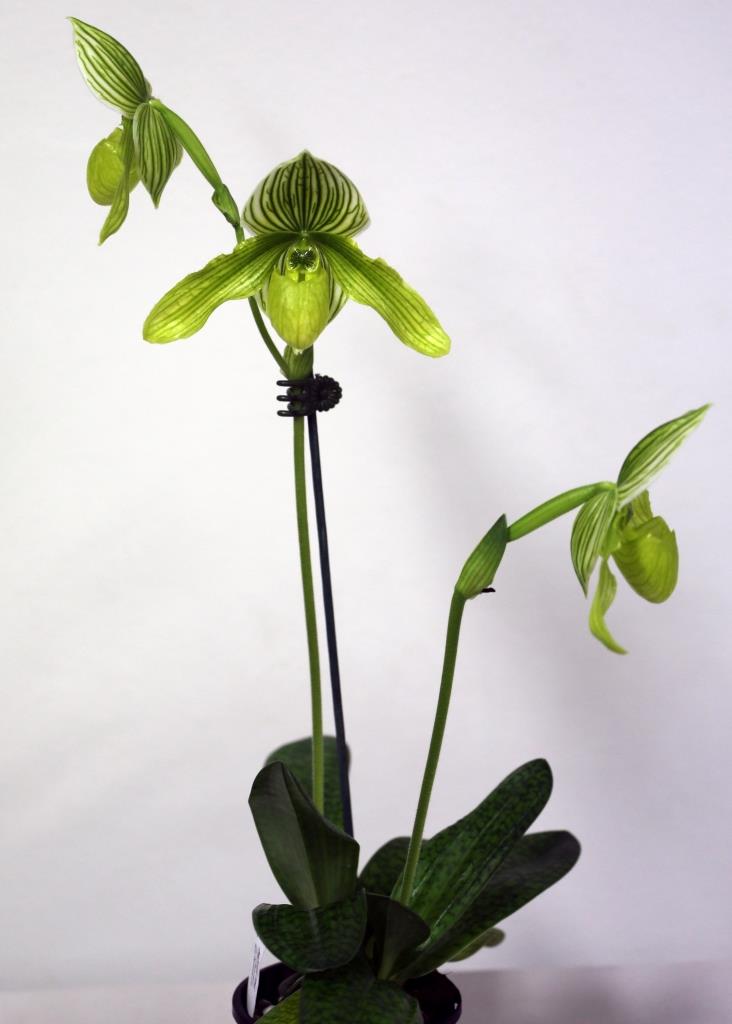 Paphiopedilum Somers Phil - photo 2