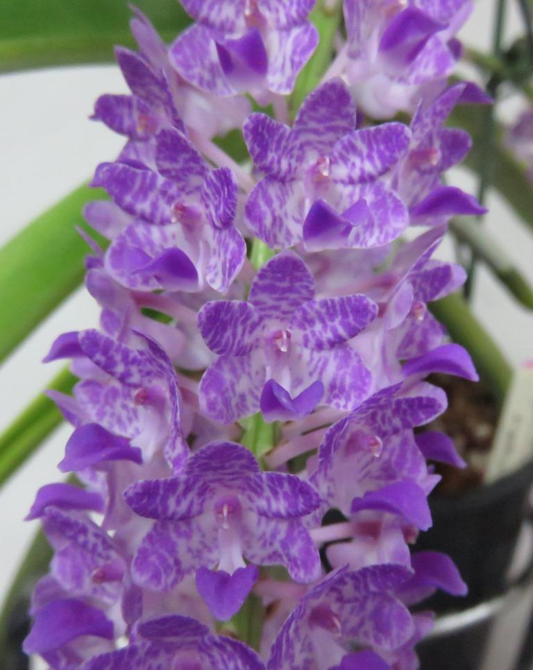 Rhynchostylis retusa - AM/AOC