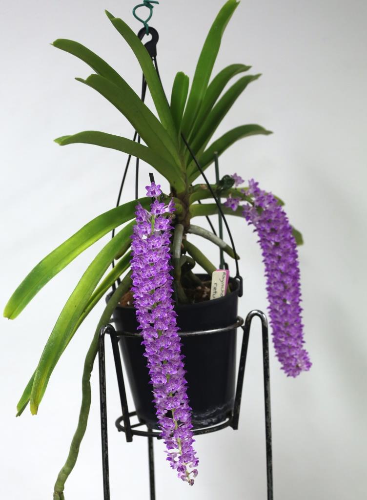 Rhynchostylis retusa - photo 2