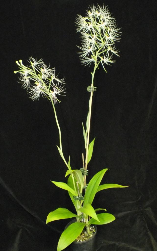 Habenaria medusa - photo 2