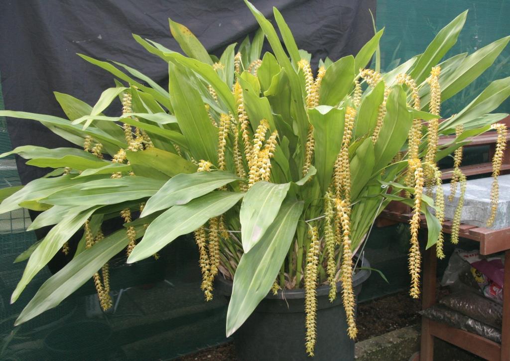 Coelogyne magna - photo 2