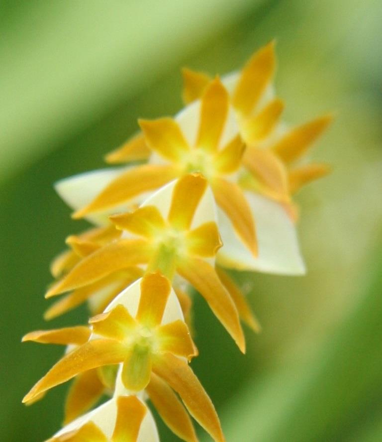 Coelogyne magna - photo 2
