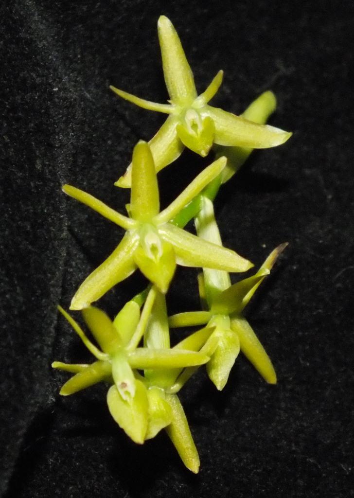 Epidendrum ramosum - CBM/AOC