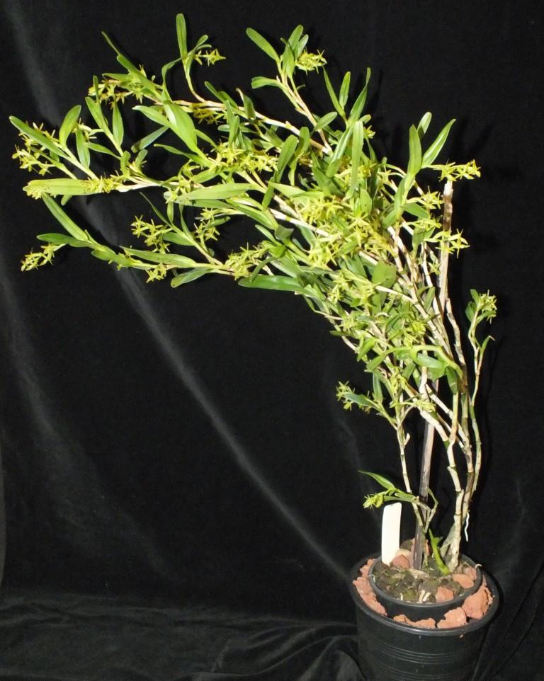 Epidendrum ramosum - photo 2