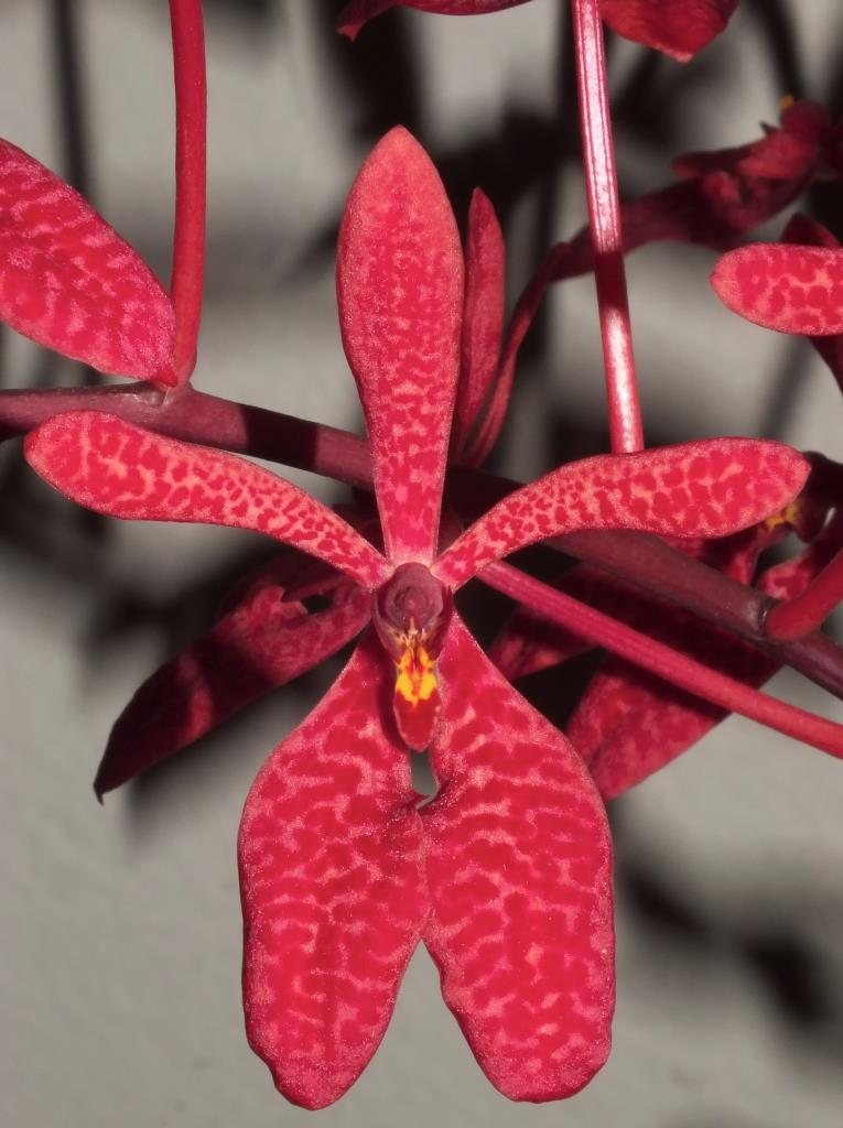 Renanthera Merritt Island - AM/AOC