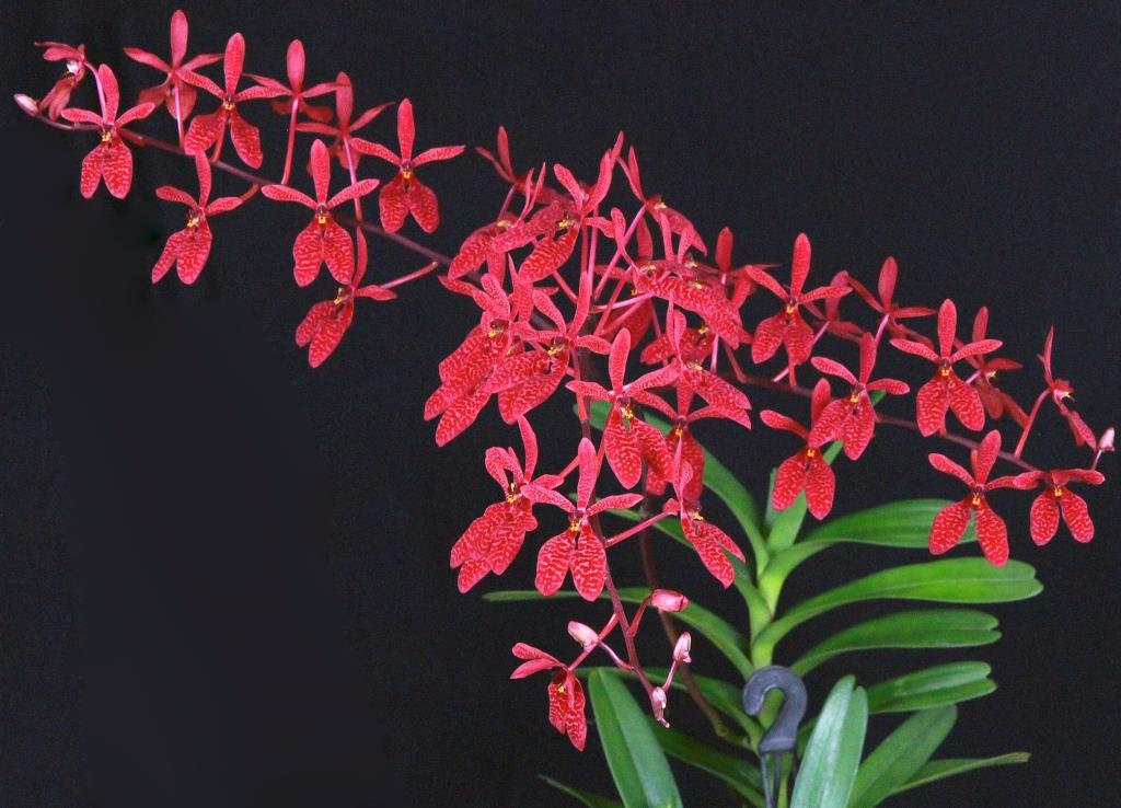 Renanthera Merritt Island - photo 2