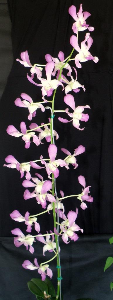Dendrobium Masako Taki - photo 2