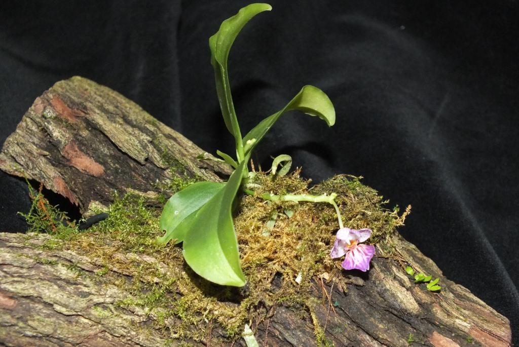 Phalaenopsis appendiculata - photo 2