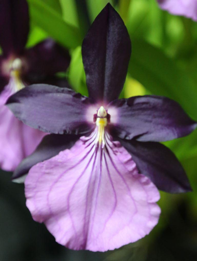 Miltonia moreliana