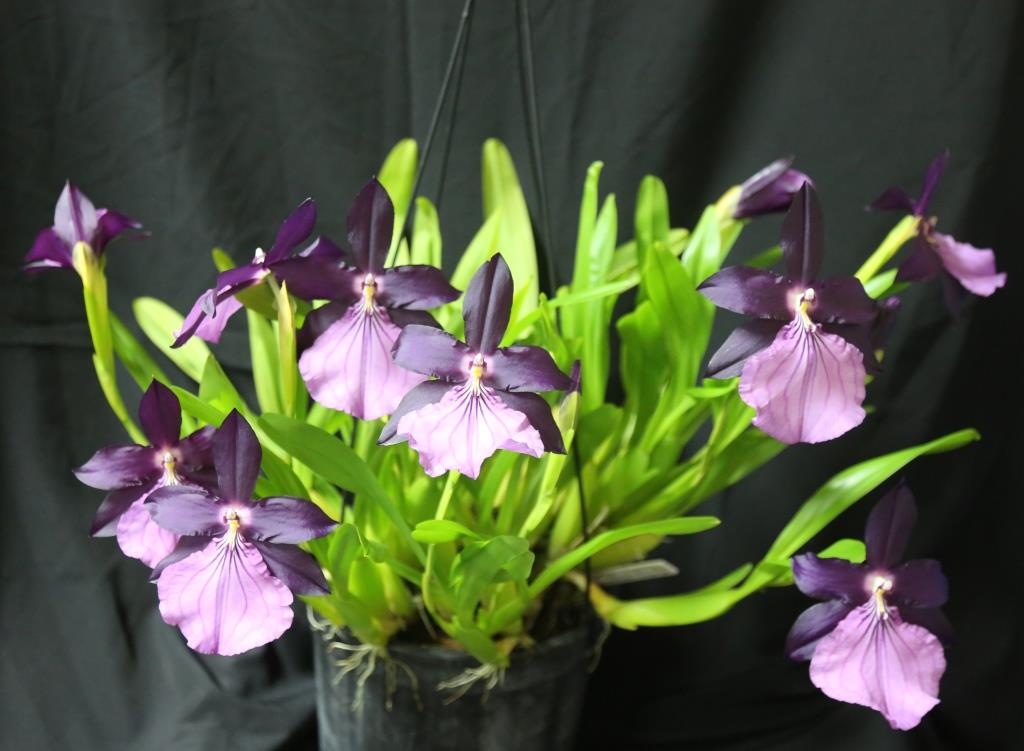Miltonia moreliana - photo 2