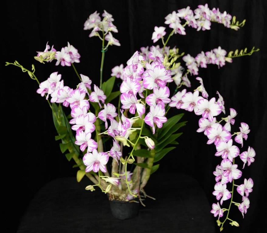 Dendrobium Enobi Purple - photo 2