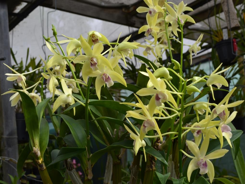 Dendrobium Mega - photo 2