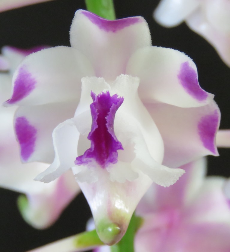 Aerides lawrenceae - AM/AOC