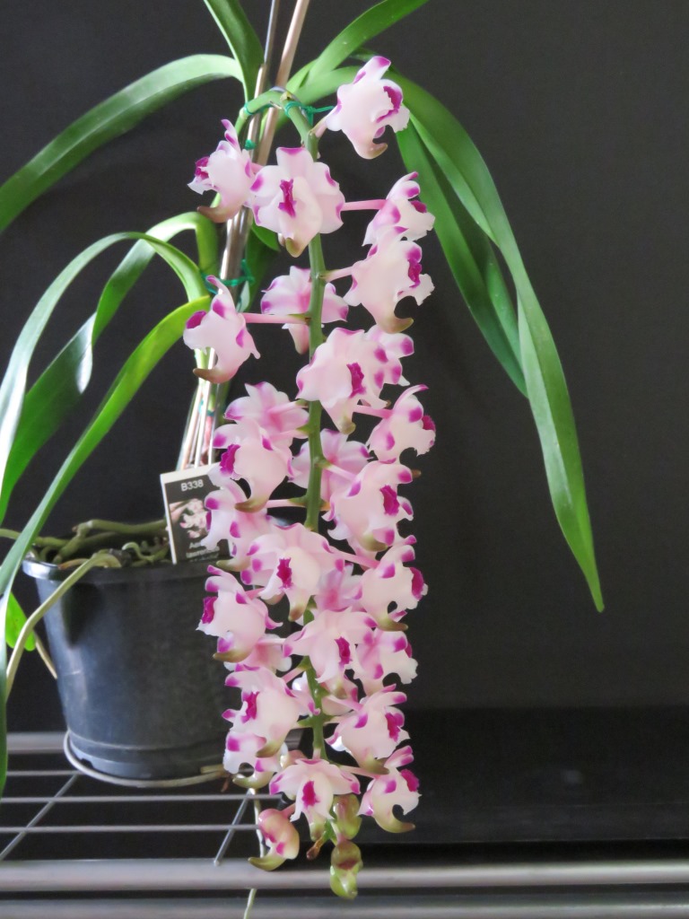 Aerides lawrenceae - photo 2